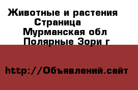  Животные и растения - Страница 34 . Мурманская обл.,Полярные Зори г.